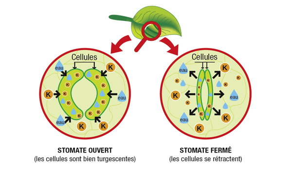 schema nutrition foliaire