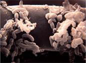 rhizobacteries