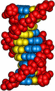Hélice de l'ADN dans sa conformation usuelle